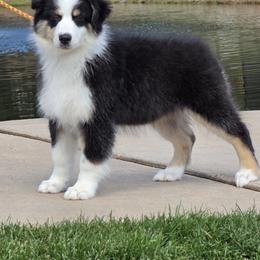 Molly - Black tri-color female Australian Shepherd puppy in Divide, Colorado from Outlaw Farm and Kennel