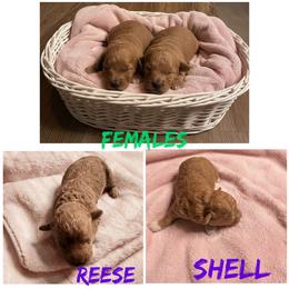 Poodle Puppies from Semone’s Poodles
