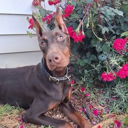 Vesta - Doberman Pinscher