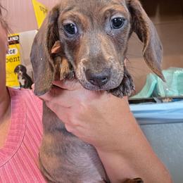 Blue Bird - Brindle female Dachshund puppy in El Paso, Texas from Mells Weenies