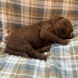 Girl 3 - female Goldendoodle puppy in Fayetteville, Arkansas from Mountain Grove Doodles
