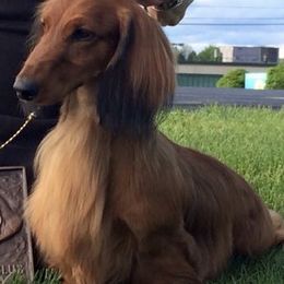 Dachshund All Grown Up from Heardachs