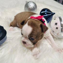 Boston Terrier Puppies from Castellanos Bostons