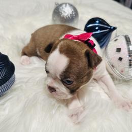 Boston Terrier Puppies from Castellanos Bostons
