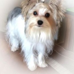 Bullmastiff and Yorkshire Terrier All Grown Up from Living in the Dog Houze