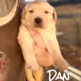 Dan - Yellow male Labrador Retriever puppy in Baldwin City, Kansas from Hedge Lane Labradors