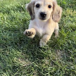 Reserved - Cream female Dachshund puppy in Erie, Pennsylvania from SWEET HONEY MINI DOXXIES