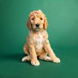 Cockapoo and Goldendoodle Puppies from Vino and Vespa Doodles