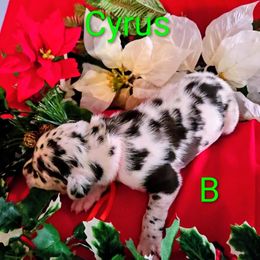 Cyrus - Harlequin male Great Dane puppy in Gainesville, Georgia from DeBruce Danes