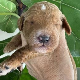 Boy 2 - male Goldendoodle puppy in Gilbert, Arizona from DogHouse Doodles