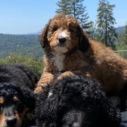 Bernedoodles and Goldendoodles from Ginger & Spice Farm Puppies