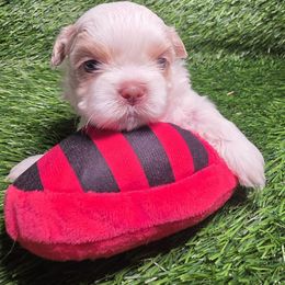 Sunny - White male Shih Tzu puppy in Brighton, Missouri from Morningstar's Shih Tzu