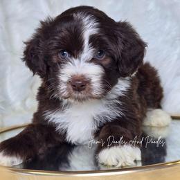Hershey - Brown and white male Aussiedoodle puppy in Cleveland, Georgia from Jam's Doodles And Poodles