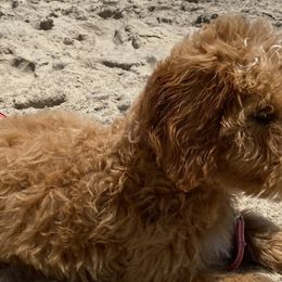 Poodles from Pure Poodles by the Chesapeake Bay