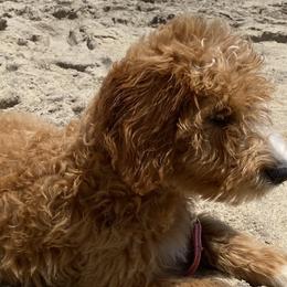Poodles from Pure Poodles by the Chesapeake Bay