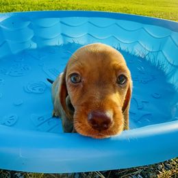 Dachshund Puppies from Mini Doxies of the South
