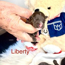 Liberty - Chocolate female Australian Labradoodle puppy in Ponchatoula, Louisiana from Cajun Land Doodles