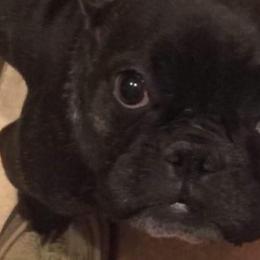 French Bulldogs from Melissa Daly