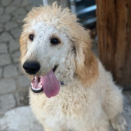 Goldendoodle, Golden Retriever, and Poodle Puppies from Miya's Designer Pups