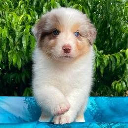 Cascade-Red Merle girl 2 - Red merle female Australian Shepherd puppy in Castle Rock, Washington from Zoolo Kennels