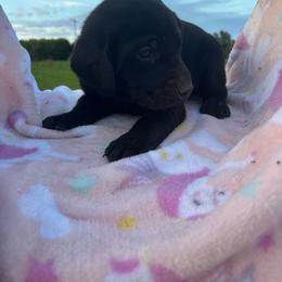 Female 4 - Black female Labrador Retriever puppy in Centerville, Pennsylvania from Rose Haven Farm