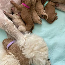 Pomeranian and Poodle Puppies from Mon Chéri Kennels