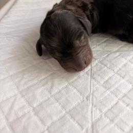 Dachshund Puppies from Teenie Tiny Dachshunds