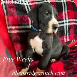 Black mantle velvet - Black and white female Great Dane puppy in Greenville, South Carolina from Allen’s Ridge Ranch