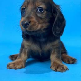 Barrett - Red male Dachshund puppy in Clever, Missouri from Autumn Breeze Dachshunds