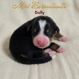 Dolly - Tri-color female Bernedoodle puppy in Milton, Florida from Sutton Place Doodles