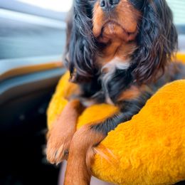 Cavalier King Charles Spaniel All Grown Up from MagPie Cavaliers