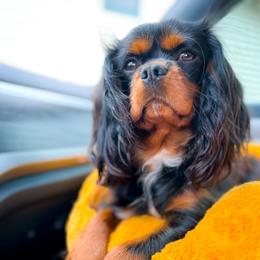 Cavalier King Charles Spaniel All Grown Up from MagPie Cavaliers