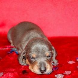 Blue Girl - Blue and tan female Dachshund puppy in Coldwater, Mississippi from Mississippi Shorties Miniature Dachshunds