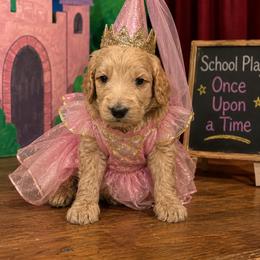 Drama Queen - Apricot female Goldendoodle puppy in Social Circle, Georgia from Poppiedoodle Farms