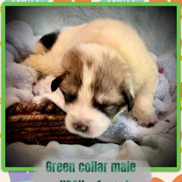 Boy2 Green collar NOAH - White and badger male Great Pyrenees puppy in Fair Grove, Missouri from Allen Wags & Woolies