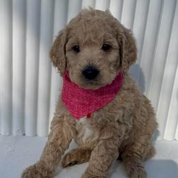 Red Boy - Apricot male Goldendoodle puppy in Lebanon, Pennsylvania from Homespundoodles