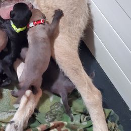 Irish Wolfhound Puppies from Wicked Wolfhounds Ltd.
