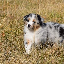 Australian Shepherd Puppies from Danell Australian Shepherd