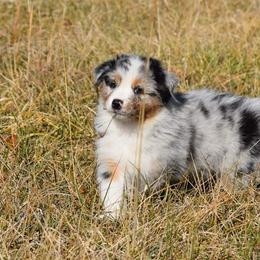 Australian Shepherd Puppies from Danell Australian Shepherd