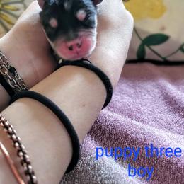 Pomsky Puppies from Nebula Ranch Pomskies