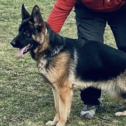 Charlie - German Shepherd
