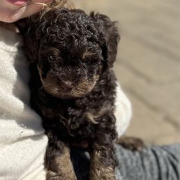 Little Bear - Brown and tan Cockapoo puppy in Ephrata, Pennsylvania from Cooper Family Cockapoos