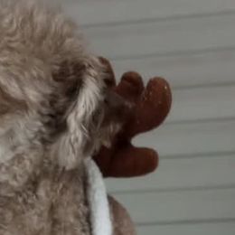 Poodles from Royal Paws Poodles