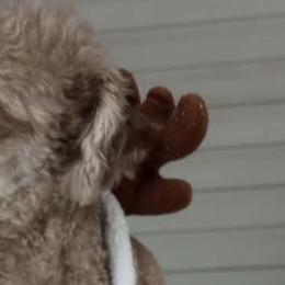 Poodles from Royal Paws Poodles
