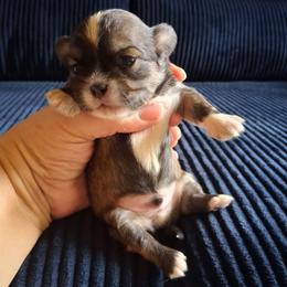 Scout - Tricolor male Shih Tzu puppy in Memphis, Tennessee from Lady and the Tramp