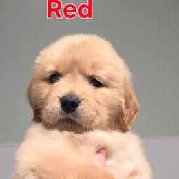 Red - Golden female Golden Retriever puppy in Taylor Ridge, Illinois from Salata Goldens