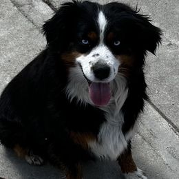 Grace or Gracie. - Miniature Australian Shepherd