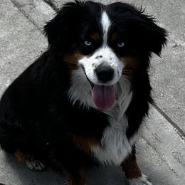 Grace or Gracie. - Miniature Australian Shepherd