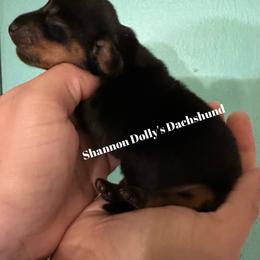 Dachshund Puppies from Shannon Dolly’s Dachshunds
