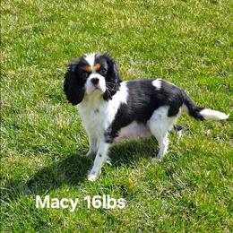 Macy - Cavalier King Charles Spaniel